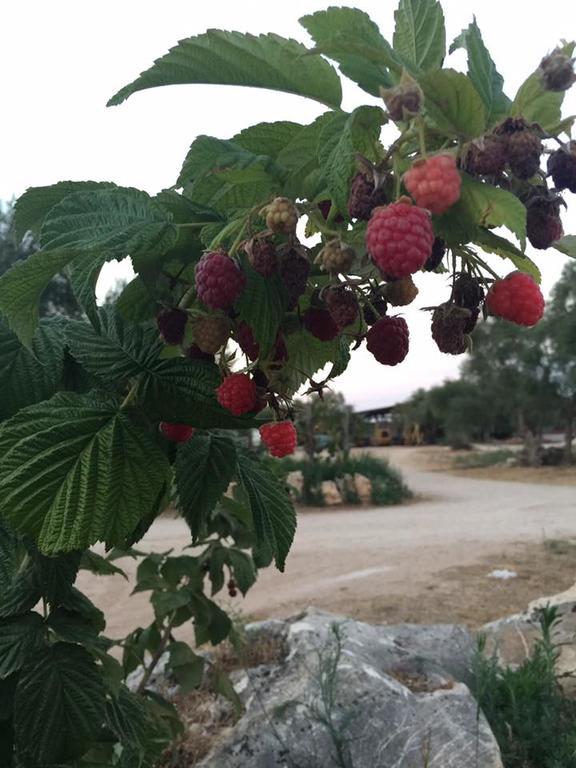 Agriturismo Armienti Villa Toritto Kültér fotó